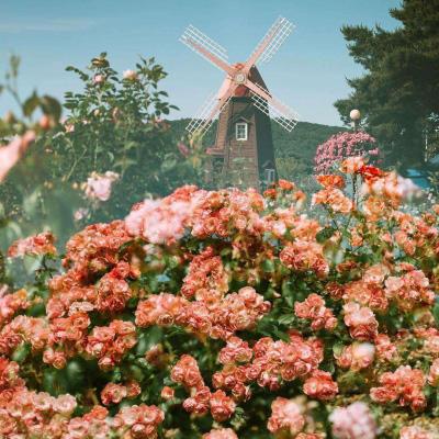 168极速赛车平台