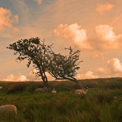 leyuapp下载官网下载